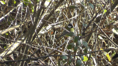 Parus major