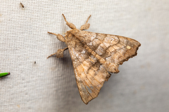 Apatelodidae