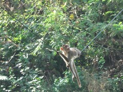 Macaca radiata