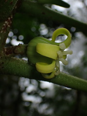 Vasconcellea pubescens