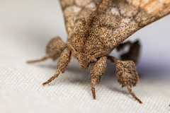 Apatelodidae