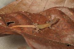 Sphaerodactylus graptolaemus