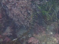 Halichoeres semicinctus