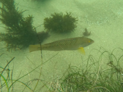 Halichoeres semicinctus