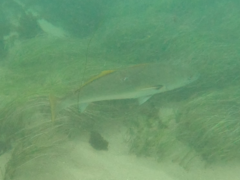 Atractoscion nobilis