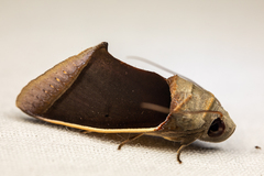 Gonodonta