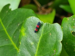 Cardioscarta flavifrons