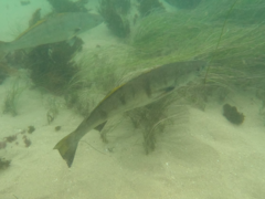 Atractoscion nobilis