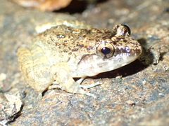Limnonectes kohchangae