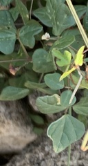 Phaseolus filiformis