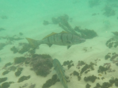 Atractoscion nobilis