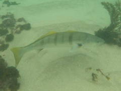 Atractoscion nobilis