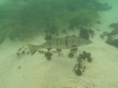 Atractoscion nobilis