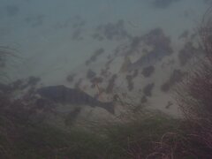 Atractoscion nobilis