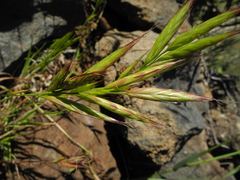 Bromus lanceolatus