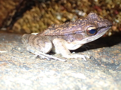 Sylvirana mortenseni