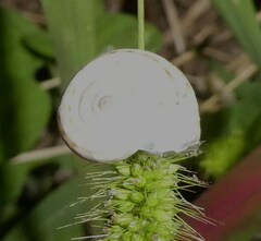 Xerolenta obvia