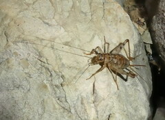 Gryllomorpha dalmatina