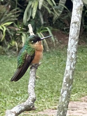 Heliodoxa rubricauda