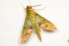Xylophanes chiron