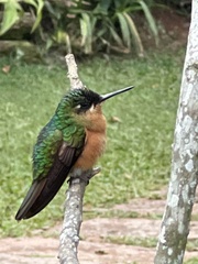 Heliodoxa rubricauda