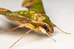 Xylophanes chiron