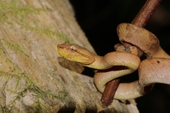 Craspedocephalus malabaricus