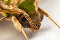 Xylophanes chiron