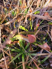Sarracenia psittacina