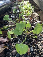 Claytonia perfoliata