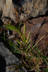 Bromus lanceolatus