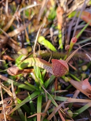 Sarracenia psittacina