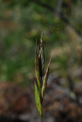 Bromus lanceolatus