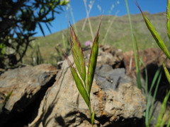 Bromus lanceolatus
