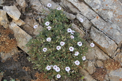 Erodium saxatile