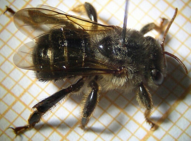 Melipona capixaba