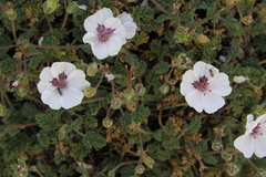 Erodium saxatile
