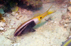 Parupeneus barberinoides