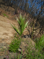 Bromus rubens
