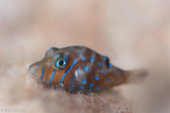 Canthigaster pygmaea