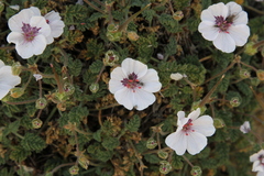 Erodium saxatile