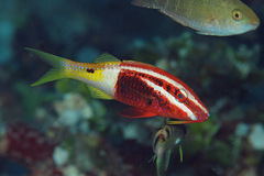 Parupeneus barberinoides