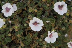 Erodium saxatile