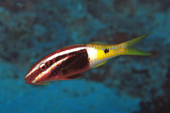 Parupeneus barberinoides