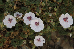 Erodium saxatile