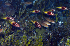 Parupeneus barberinoides