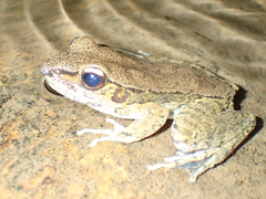 Sylvirana mortenseni