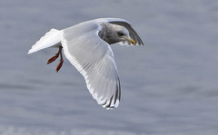 Larus glaucoides kumlieni