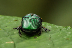 Oxysternon conspicillatum