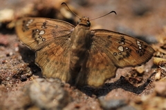 Caprona ransonnettii